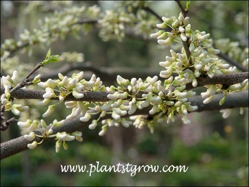 Royal White is reported to be one of the best white Redbud.